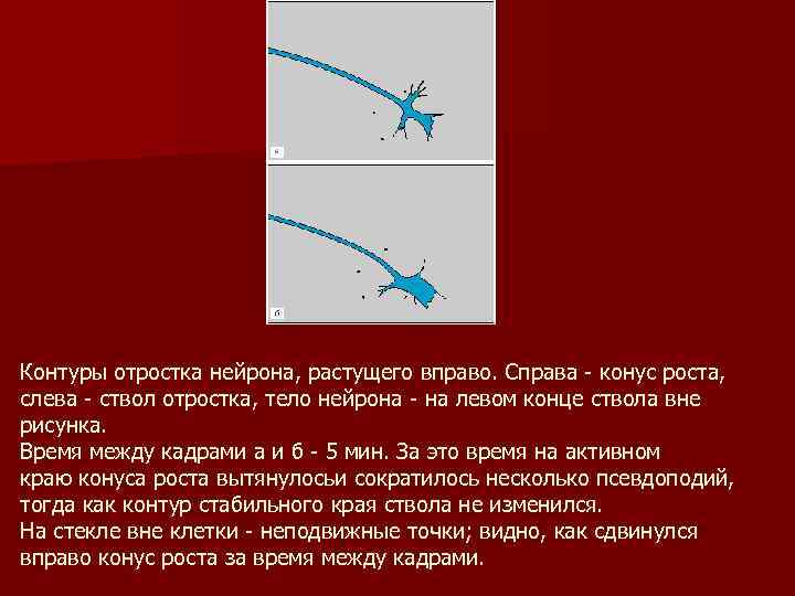 Контуры отростка нейрона, растущего вправо. Справа - конус роста, слева - ствол отростка, тело