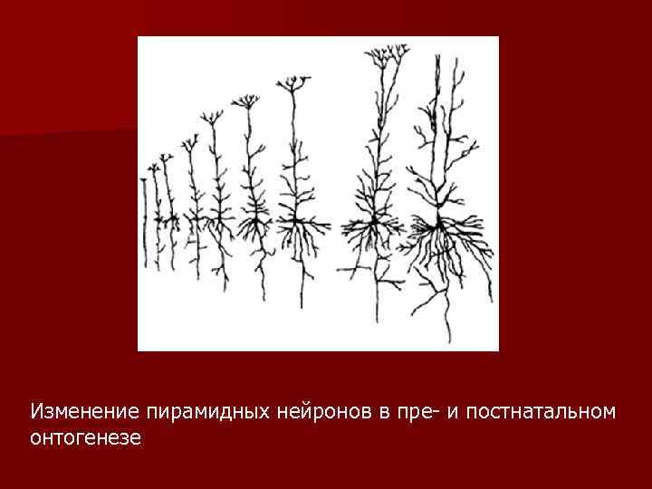 Изменение пирамидных нейронов в пре- и постнатальном онтогенезе 