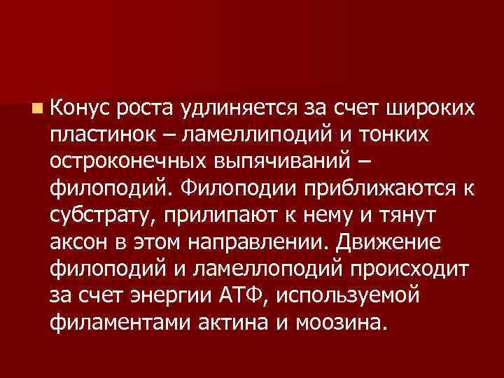 n Конус роста удлиняется за счет широких пластинок – ламеллиподий и тонких остроконечных выпячиваний