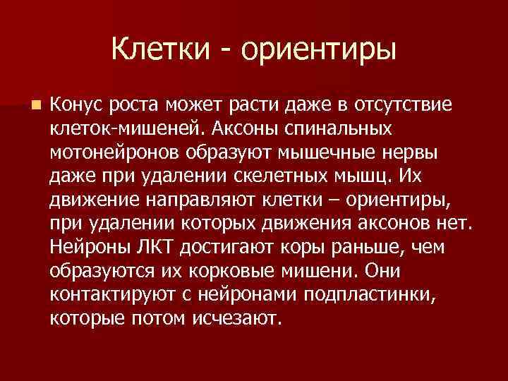 Клетки - ориентиры n Конус роста может расти даже в отсутствие клеток-мишеней. Аксоны спинальных