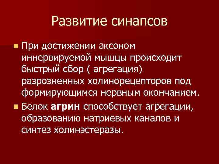 Развитие синапсов n При достижении аксоном иннервируемой мышцы происходит быстрый сбор ( агрегация) разрозненных