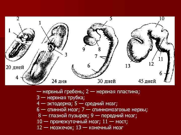 — нервный гребень; 2 — нервная пластина; 3 — нервная трубка; 4 — эктодерма;