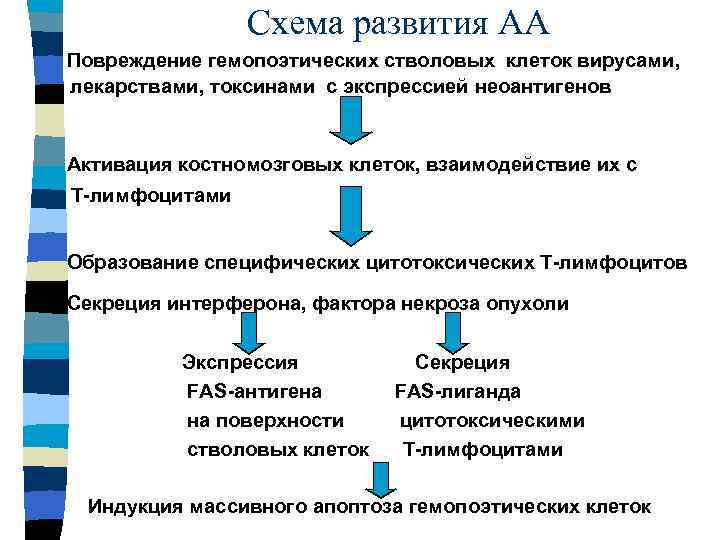 Схема развития АА Повреждение гемопоэтических стволовых клеток вирусами, лекарствами, токсинами с экспрессией неоантигенов Активация