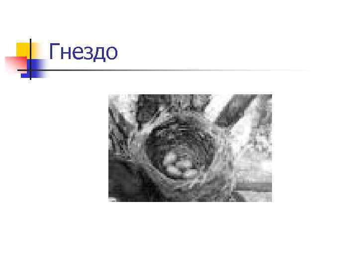 Гнездо 