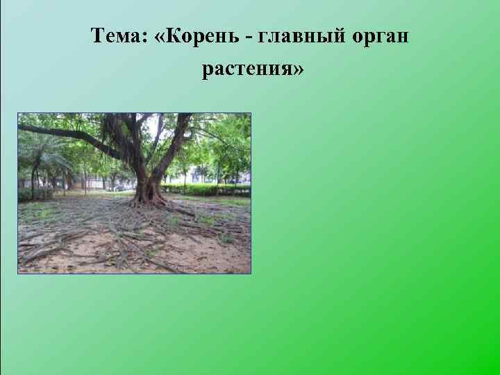 Тема: «Корень - главный орган растения» 