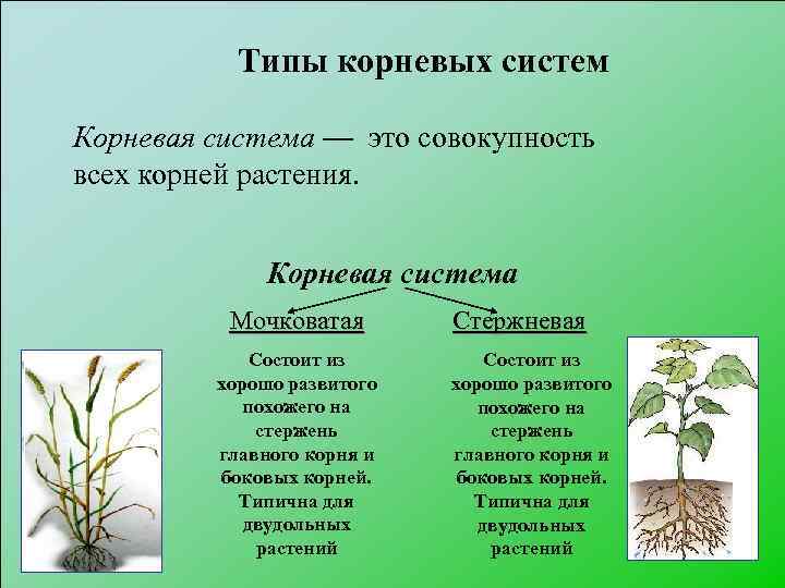 Типы корневых систем Корневая система — это совокупность всех корней растения. Корневая система Мочковатая