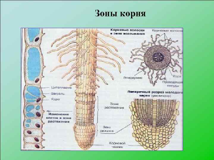 Зоны корня 