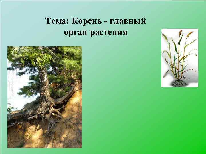 Тема: Корень - главный орган растения 