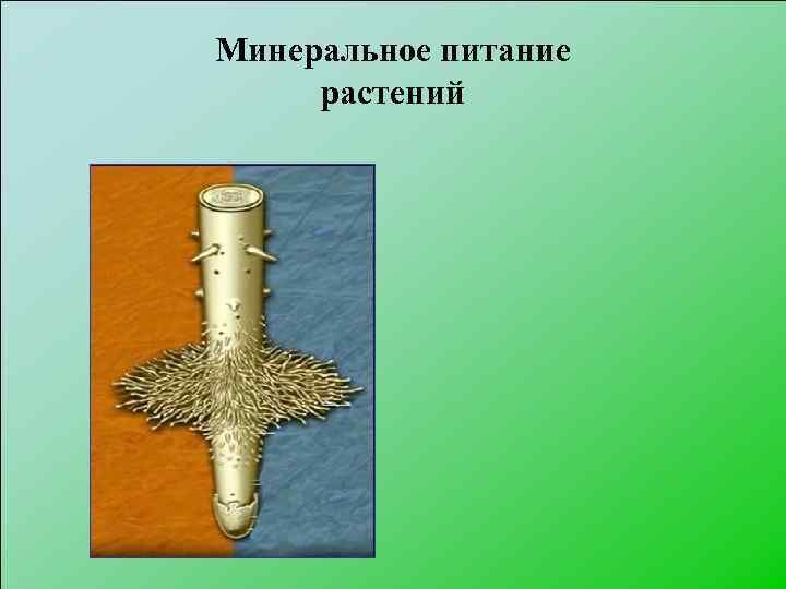 Минеральное питание растений 