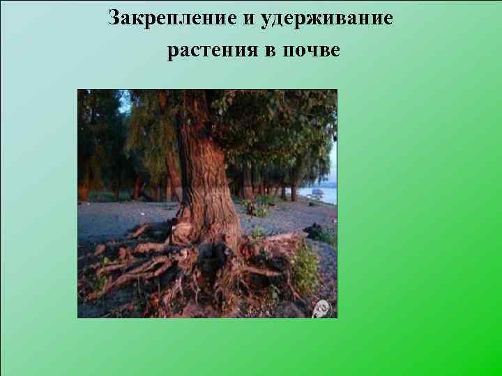 Закрепление и удерживание растения в почве 