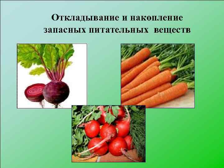 Откладывание и накопление запасных питательных веществ 
