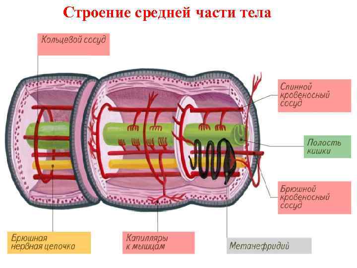 Строение кольчатого червя рисунок