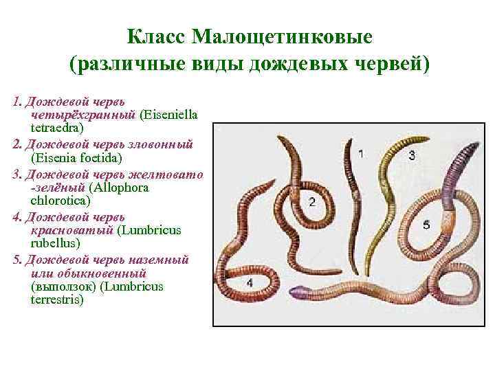 Класс Малощетинковые (различные виды дождевых червей) 1. Дождевой червь четырёхгранный (Eiseniella tetraedra) 2. Дождевой