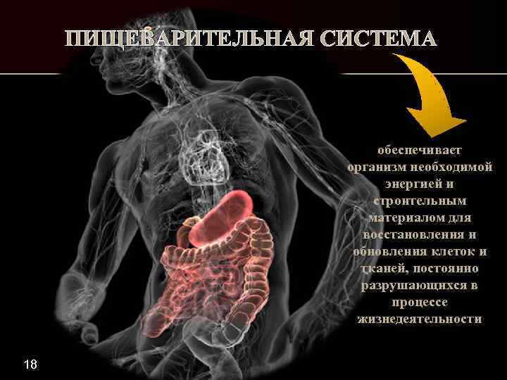 ПИЩЕВАРИТЕЛЬНАЯ СИСТЕМА обеспечивает организм необходимой энергией и строительным материалом для восстановления и обновления клеток