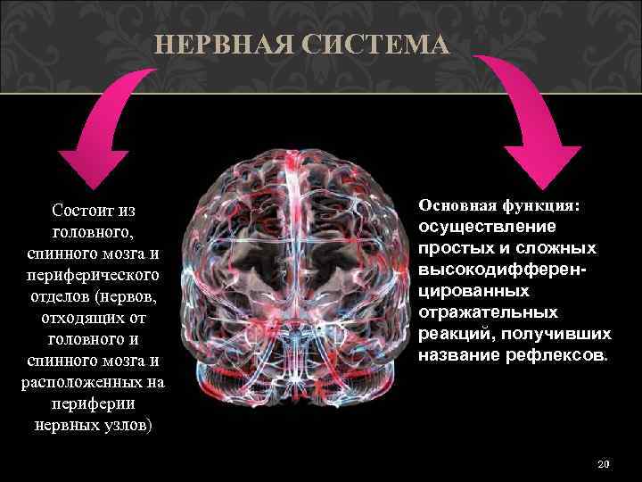 НЕРВНАЯ СИСТЕМА Состоит из головного, спинного мозга и периферического отделов (нервов, отходящих от головного