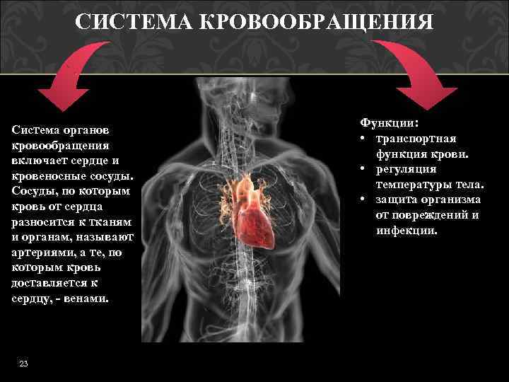 СИСТЕМА КРОВООБРАЩЕНИЯ Система органов кровообращения включает сердце и кровеносные сосуды. Сосуды, по которым кровь