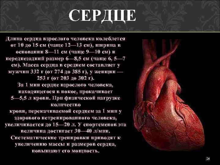 СЕРДЦЕ Длина сердца взрослого человека колеблется от 10 до 15 см (чаще 12— 13