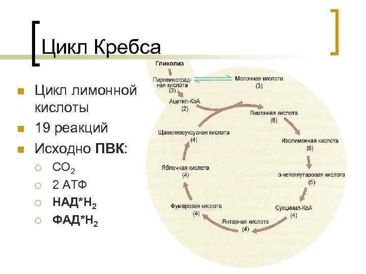 Биологическая роль цикла кребса