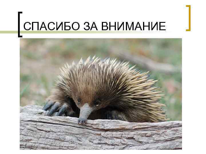 СПАСИБО ЗА ВНИМАНИЕ 