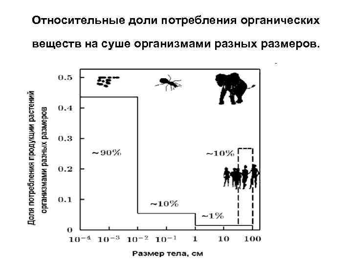 Относительные доли потребления органических веществ на суше организмами разных размеров. 