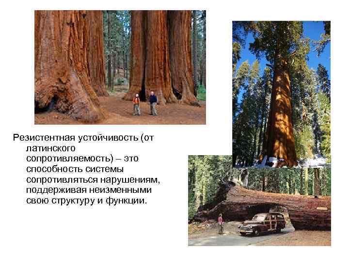 Резистентная устойчивость (от латинского сопротивляемость) – это способность системы сопротивляться нарушениям, поддерживая неизменными свою