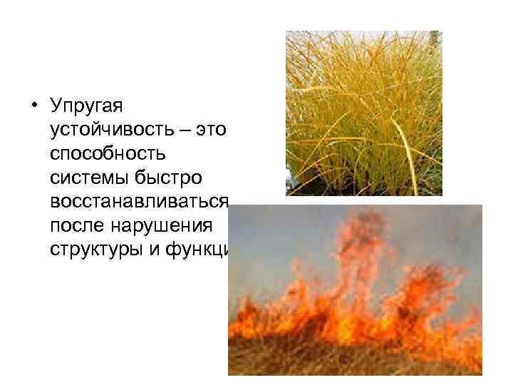  • Упругая устойчивость – это способность системы быстро восстанавливаться после нарушения структуры и