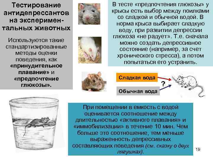 Тестирование антидепрессантов на экспериментальных животных Используются такие стандартизированные методы оценки поведения, как «принудительное плавание»