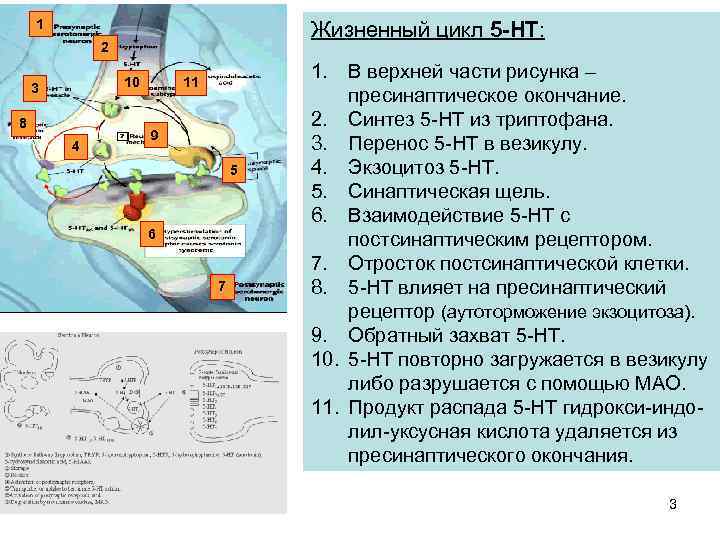 1 Жизненный цикл 5 -НТ: 2 10 3 8 4 11 9 5 6