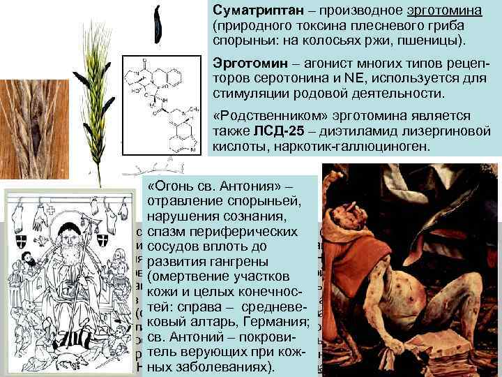 Суматриптан – производное эрготомина (природного токсина плесневого гриба спорыньи: на колосьях ржи, пшеницы). Эрготомин