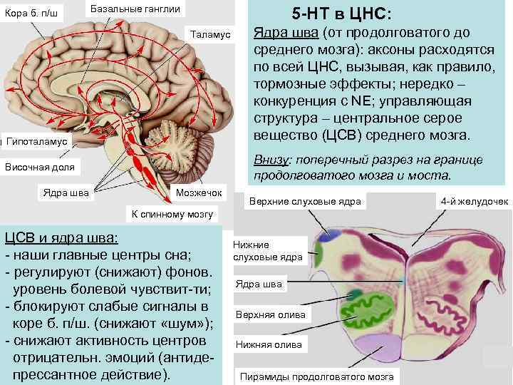 Кора б. п/ш Базальные ганглии 5 -НТ в ЦНС: Таламус Гипоталамус Внизу: поперечный разрез