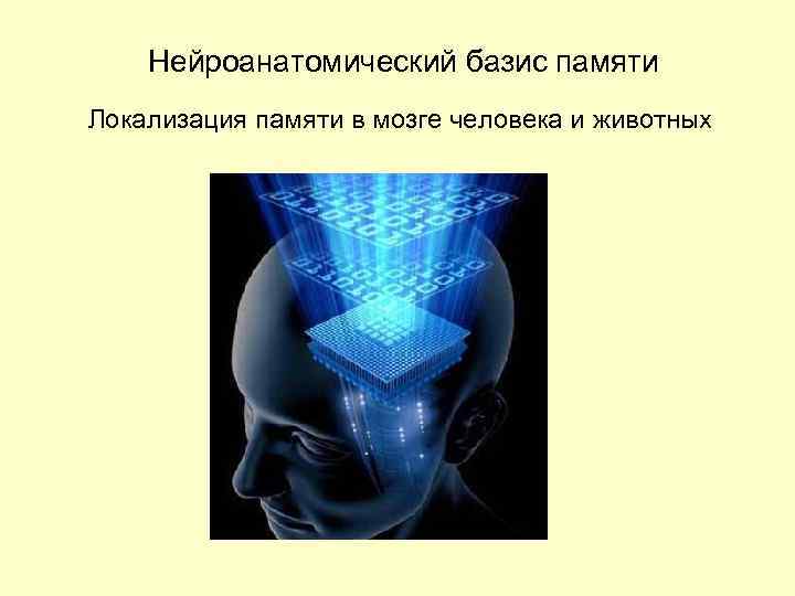 Нейроанатомический базис памяти Локализация памяти в мозге человека и животных 