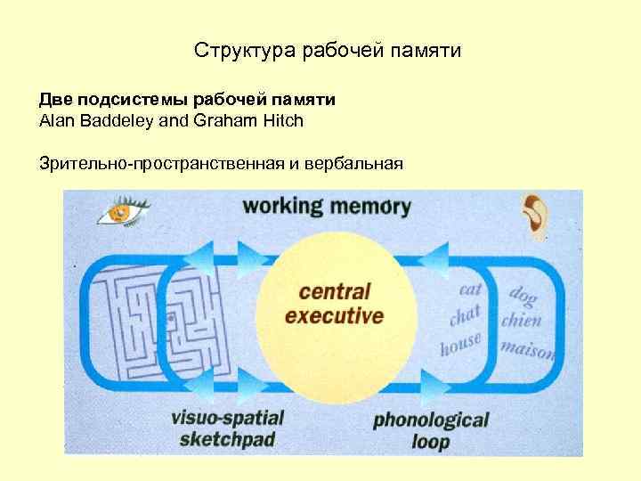 Структура рабочей памяти Две подсистемы рабочей памяти Alan Baddeley and Graham Hitch Зрительно-пространственная и