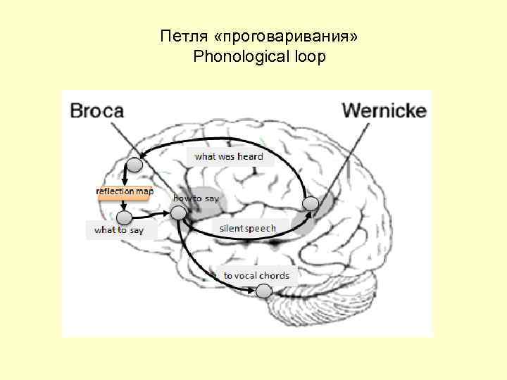 Петля «проговаривания» Phonological loop 