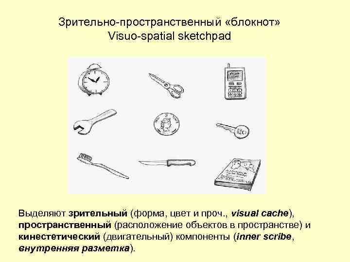 Зрительно-пространственный «блокнот» Visuo-spatial sketchpad Выделяют зрительный (форма, цвет и проч. , visual cache), пространственный