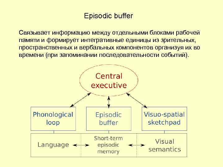 Episodic buffer Связывает информацию между отдельными блоками рабочей памяти и формирует интегративные единицы из