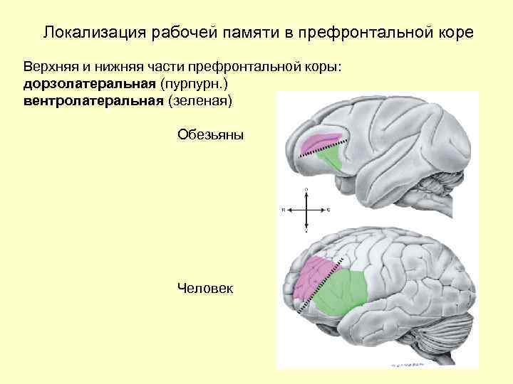 Память функция мозга. Локализация памяти в мозге. Зона памяти в головном мозге. Кратковременная память локализация. Функции зон префронтальной коры.