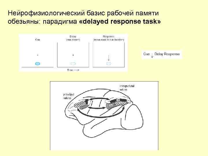 Нейрофизиологический базис рабочей памяти обезьяны: парадигма «delayed response task» 