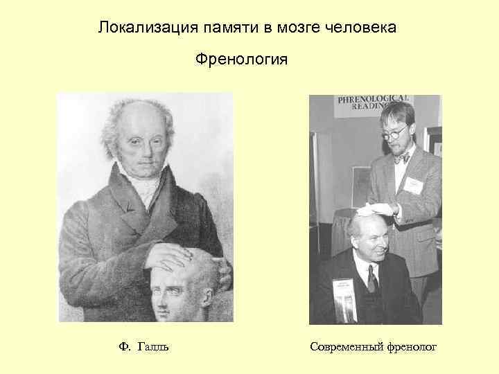 Локализация памяти в мозге человека Френология Ф. Галль Современный френолог 