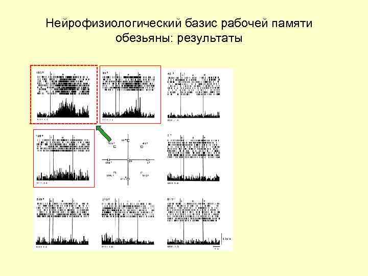 Нейрофизиологический базис рабочей памяти обезьяны: результаты 