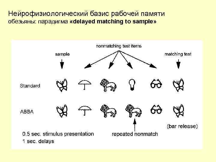 Нейрофизиологический базис рабочей памяти обезьяны: парадигма «delayed matching to sample» 