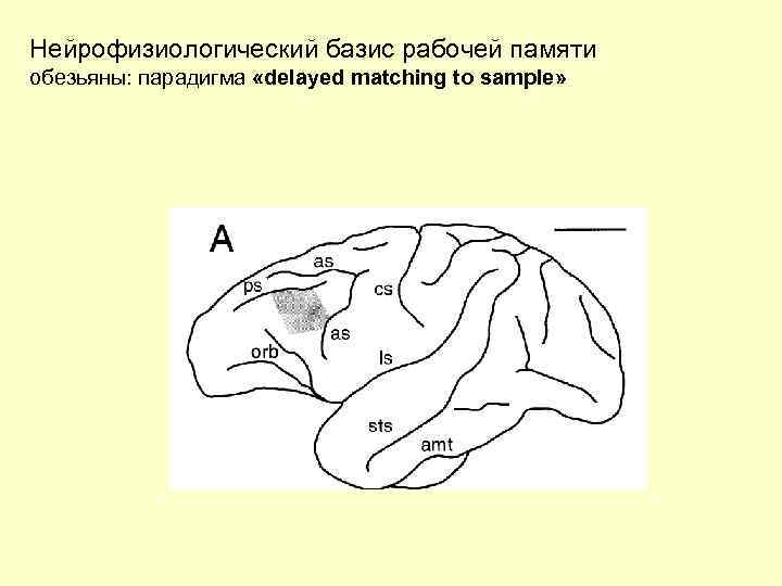 Нейрофизиологический базис рабочей памяти обезьяны: парадигма «delayed matching to sample» 