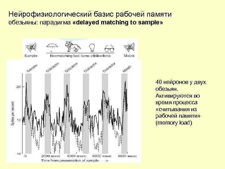Нейрофизиологический базис рабочей памяти обезьяны: парадигма «delayed matching to sample» 40 нейронов у двух