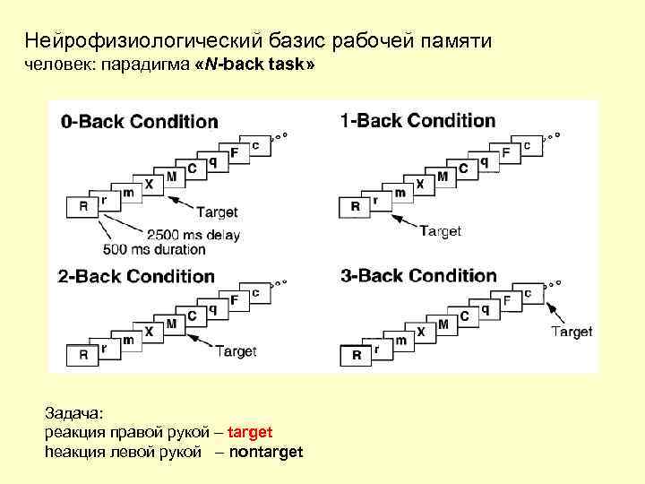 Нейрофизиологический базис рабочей памяти человек: парадигма «N-back task» Задача: реакция правой рукой – target
