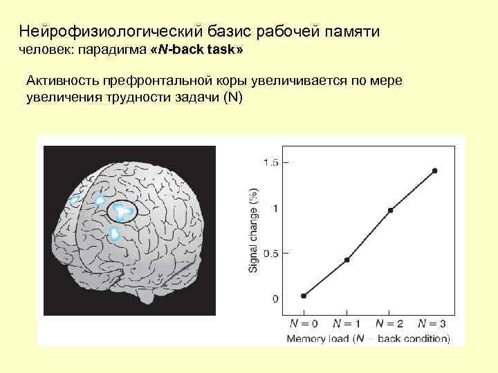 Нейрофизиологический базис рабочей памяти человек: парадигма «N-back task» Активность префронтальной коры увеличивается по мере