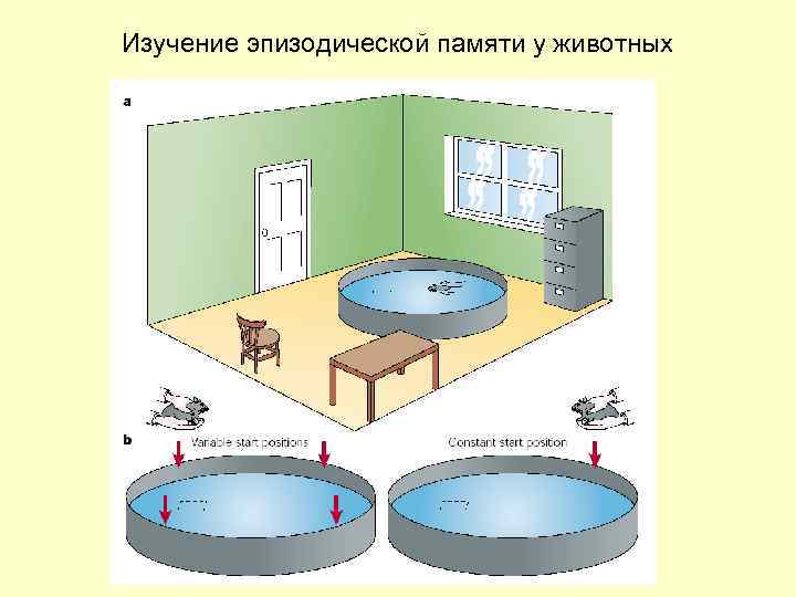 Изучение эпизодической памяти у животных 