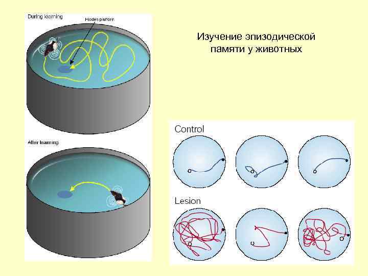 Изучение эпизодической памяти у животных 