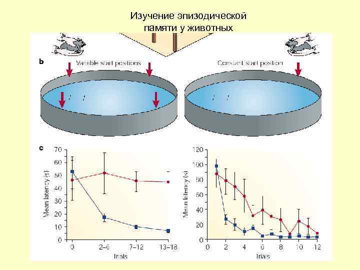 Изучение эпизодической памяти у животных 