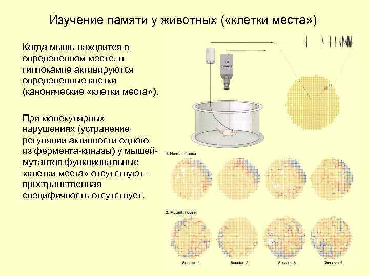 Изучение памяти у животных ( «клетки места» ) Когда мышь находится в определенном месте,