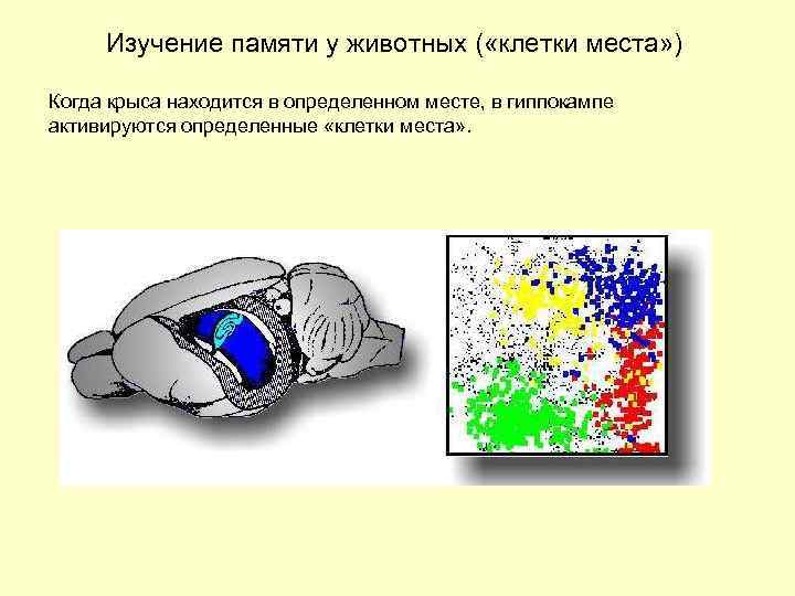 Изучение памяти у животных ( «клетки места» ) Когда крыса находится в определенном месте,