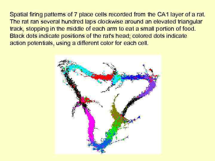 Spatial firing patterns of 7 place cells recorded from the CA 1 layer of